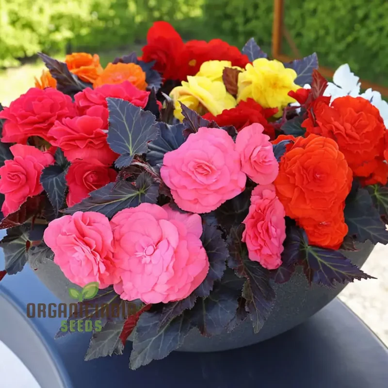 Begonia Tuberhybrida Non-Stop Mocca Mixed Seeds – Premium Colorful Shade Garden Blooms