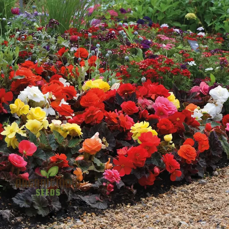 Begonia Tuberhybrida Non-Stop Mocca Mixed Seeds – Premium Colorful Shade Garden Blooms