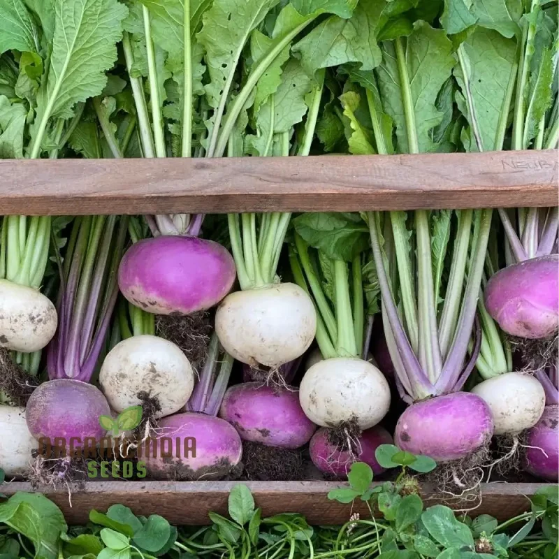 Turnip Temari Vegetable Seeds, Cultivate Flavorful and Nutritious Turnips with Expert Tips for Successful Growth