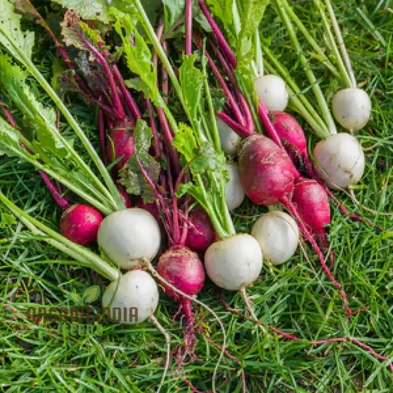 Turnip Temari Vegetable Seeds, Cultivate Flavorful and Nutritious Turnips with Expert Tips for Successful Growth