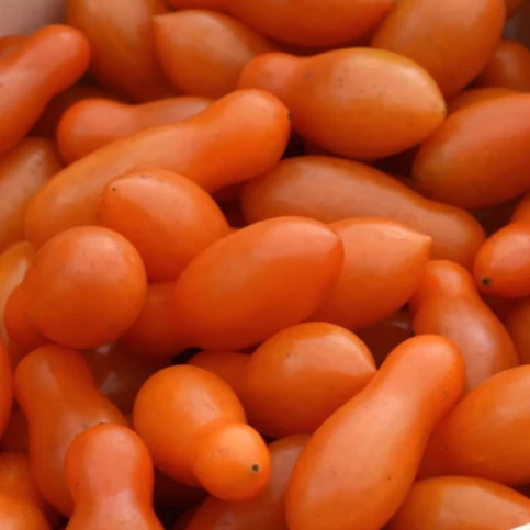 Tomate ‘Sun Dipper’ F1 ( Solanum lycopersicum )