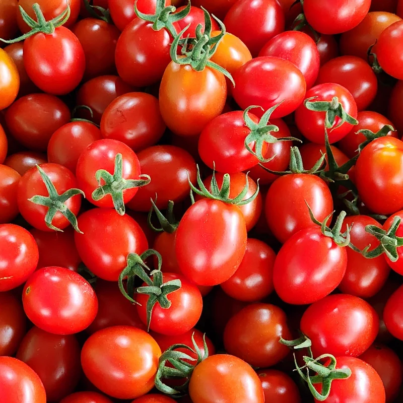 Tomate Navidad II F1 ( Solanum lycopersicum )