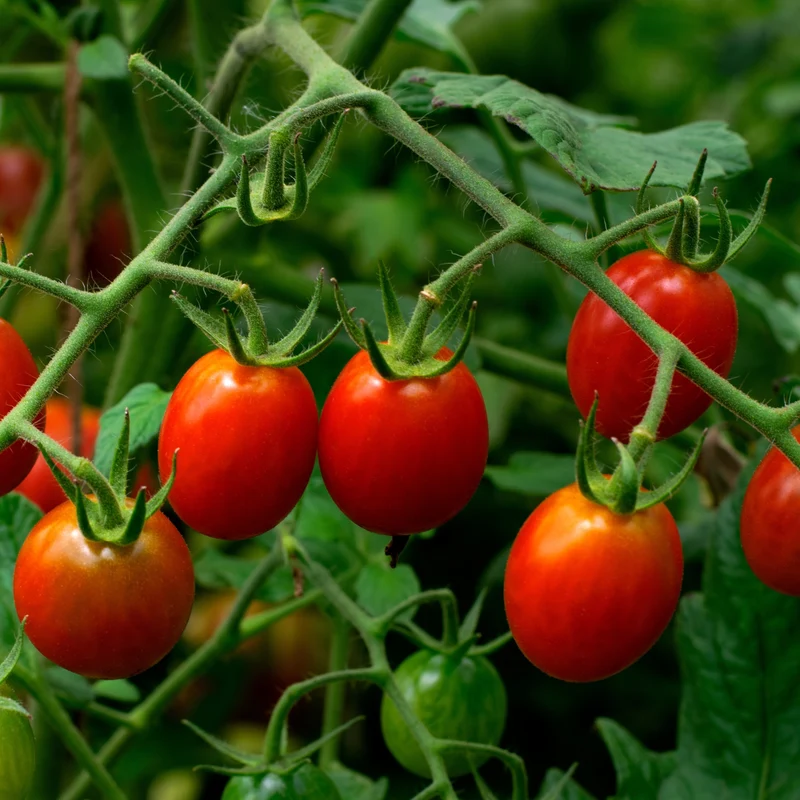 Tomate Juliet F1 ( Solanum lycopersicum )