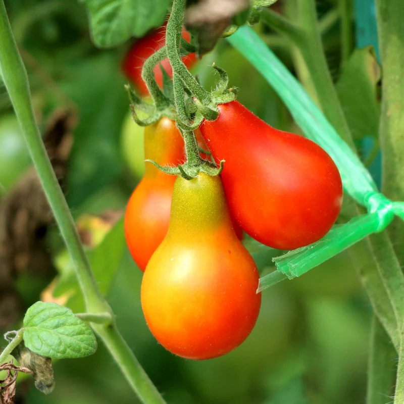 Tomate Poire Rouge ( Solanum lycopersicum )