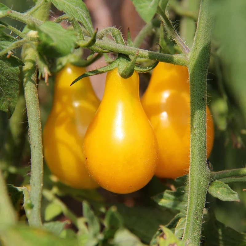 Tomate Poire Jaune ( Solanum lycopersicum )