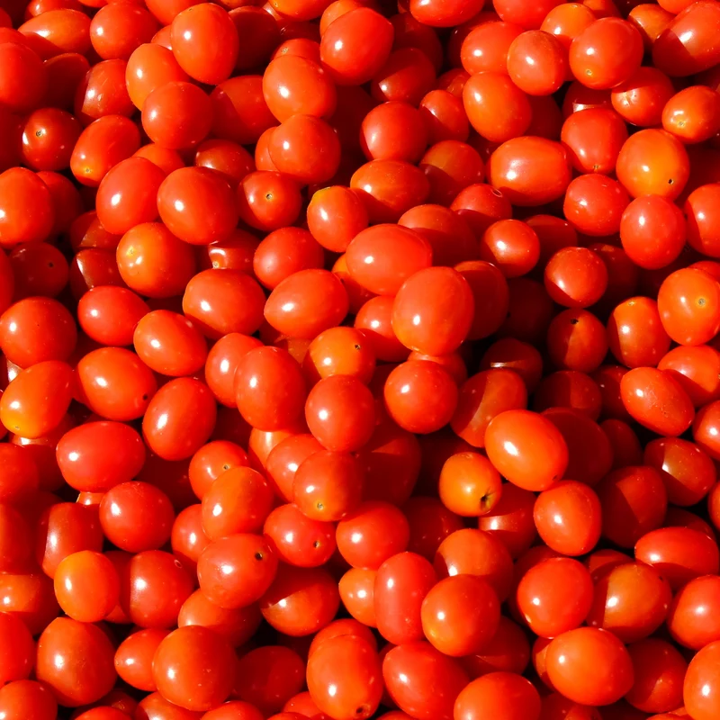 Tomate Little Napoli F1 ( Solanum lycopersicum )