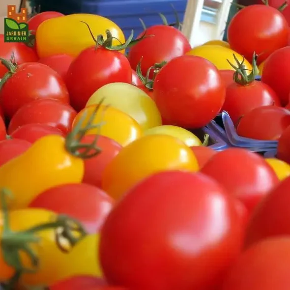 Tomate Petits fruits mélange ( Solanum lycopersicum )