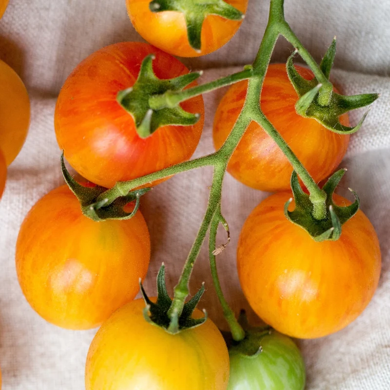 Tomate Italienne Sunrise Sauce F1 ( Solanum lycopersicum )