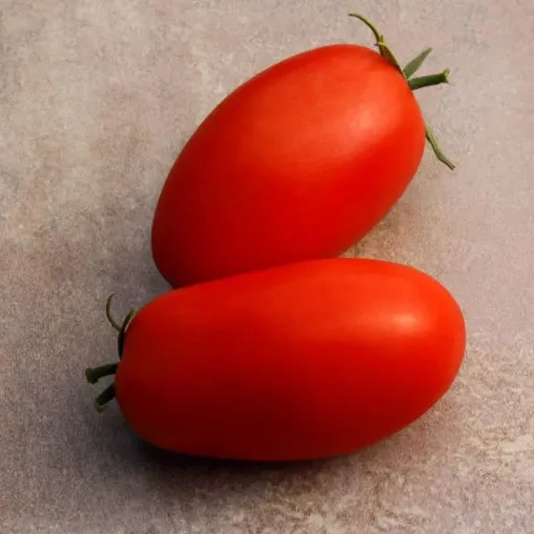 Tomate ‘Supremo’ F1 ( Solanum lycopersicum )