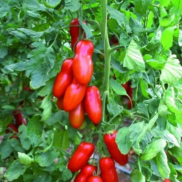 Tomate Italienne Pozzano F1 ( Solanum lycopersicum )