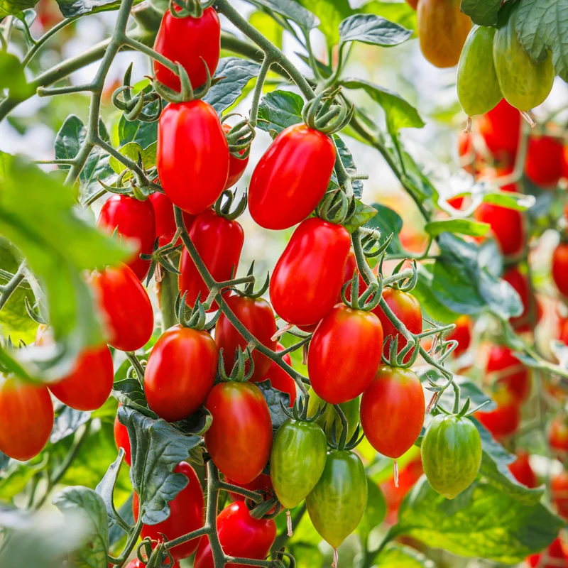Tomate Italienne Mariana F1 ( Solanum lycopersicum )