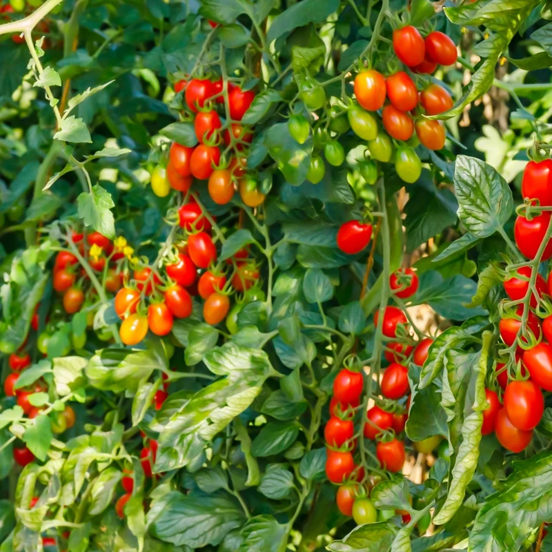 Tomate Italienne Plum Regal F1 ( Solanum lycopersicum )