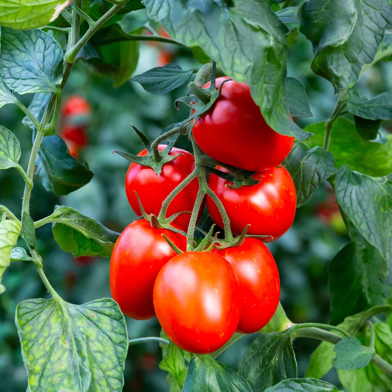 Tomate Italienne Granadero F1 ( Solanum lycopersicum )