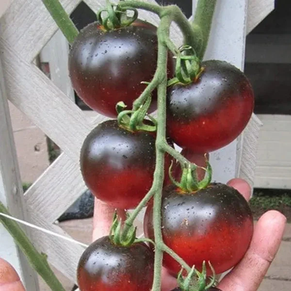 Tomate ‘Indigo Apple’ bio ( Solanum lycopersicum )