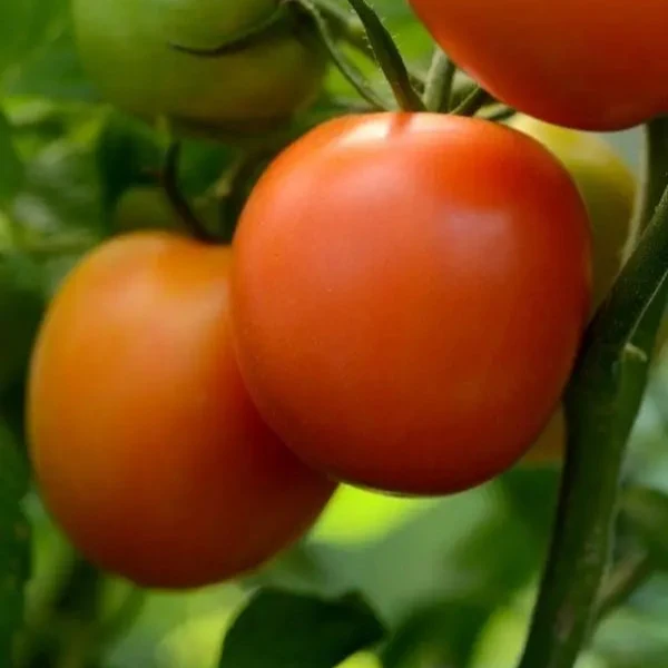 Tomate Marriage Perfect Flame F1 ( Solanum lycopersicum )