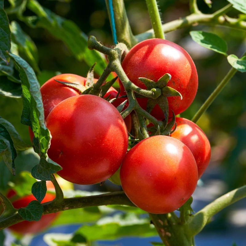 Tomate Mega Fantastique F1 ( Solanum lycopersicum )