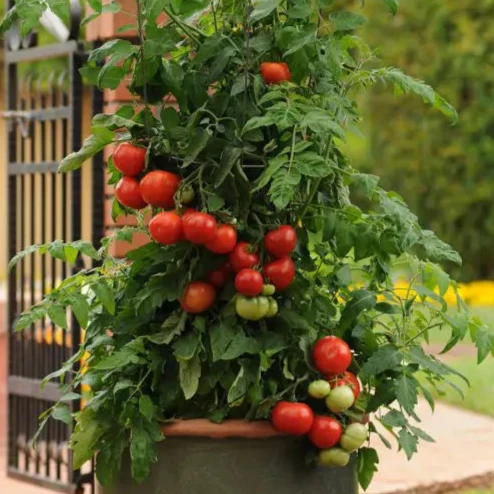 Tomate Homeslice F1 Collection Patio ( Solanum lycopersicum )
