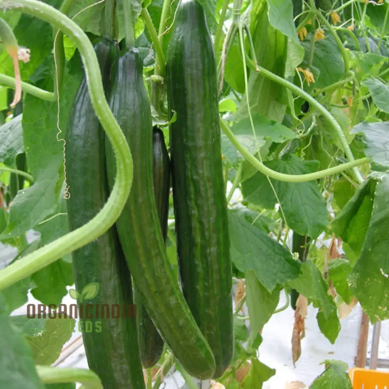 Cone Cucumber Femspot Vegetable Seeds, Cultivate Delicious and Abundant Cucumbers