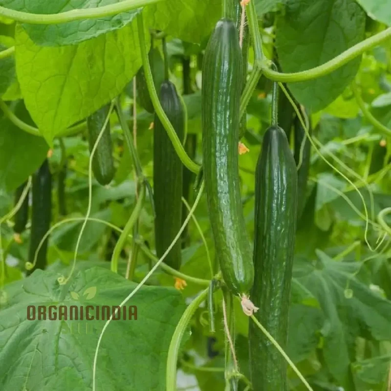 Cone Cucumber Femspot Vegetable Seeds, Cultivate Delicious and Abundant Cucumbers