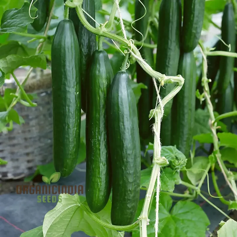 Cone Cucumber Femspot Vegetable Seeds, Cultivate Delicious and Abundant Cucumbers