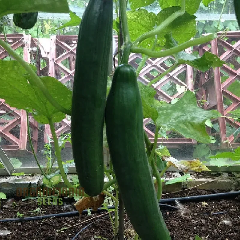Cone Cucumber Femspot Vegetable Seeds, Cultivate Delicious and Abundant Cucumbers