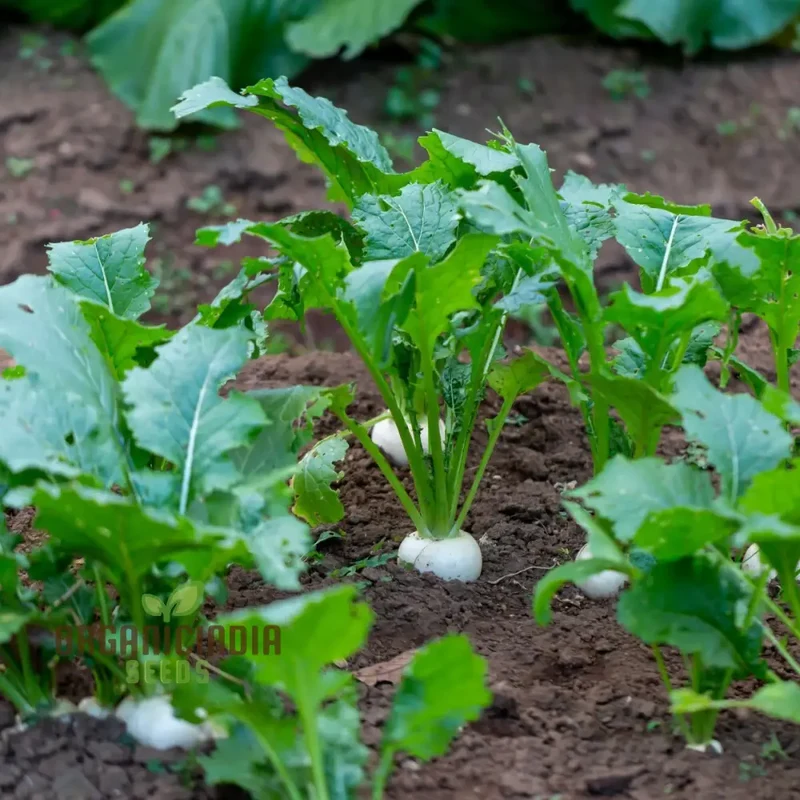 Tokyo Cross Turnip Vegetable Seeds, Premium Quality Vegetable Seeds for Crisp, Sweet Turnips Ideal for Home Garden