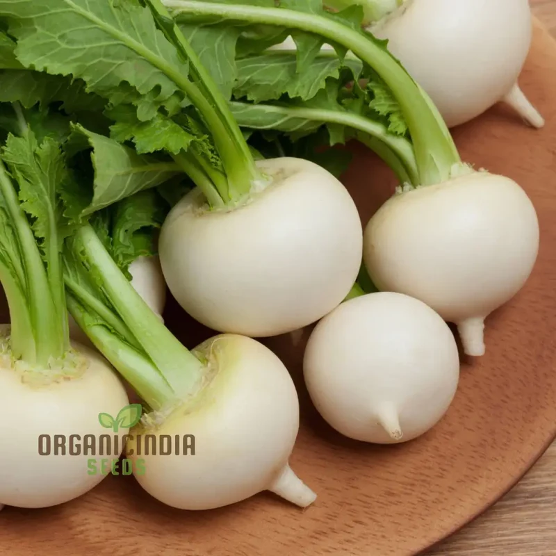 Tokyo Cross Turnip Vegetable Seeds, Premium Quality Vegetable Seeds for Crisp, Sweet Turnips Ideal for Home Garden