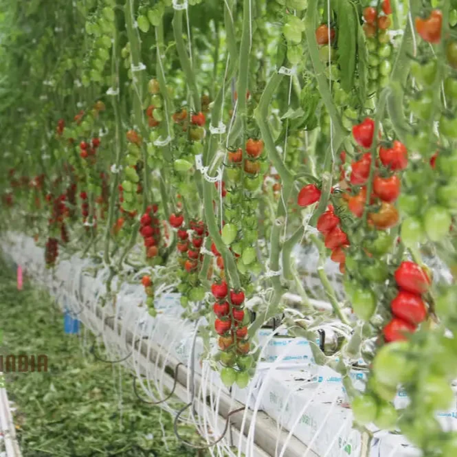 Greenhouse Tomato Seeds Collection | Premium Gardening Selection for Abundant Harvests | Ideal for Home Gardeners & Hobbyists | High-Yield, Disease-Resistant Varieties | Perfect for Controlled Environment Cultivation