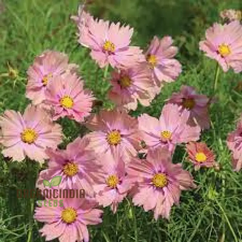 COSMOS APRICOTTA Flower Seeds For Planting| Long-Lasting Blooms, Easy Care, and Captivating Beauty
