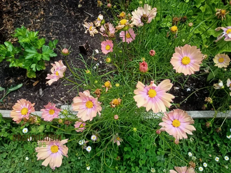 COSMOS APRICOTTA Flower Seeds For Planting| Long-Lasting Blooms, Easy Care, and Captivating Beauty
