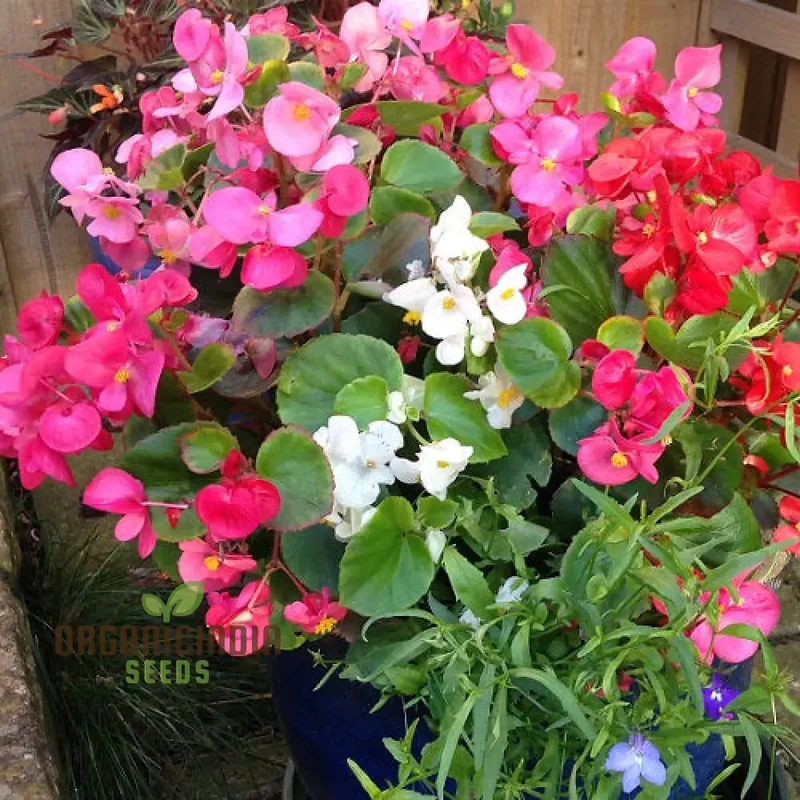 Begonia Flower Seeds For Planting - Semperflorens Mixed Variety for Vibrant and Lush Garden Blooms - Perfect for Gardening Enthusiasts and Landscapers