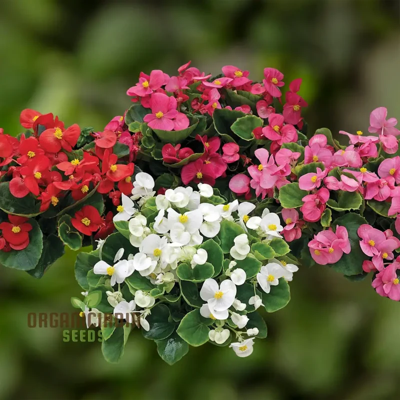 Begonia Flower Seeds For Planting - Semperflorens Mixed Variety for Vibrant and Lush Garden Blooms - Perfect for Gardening Enthusiasts and Landscapers