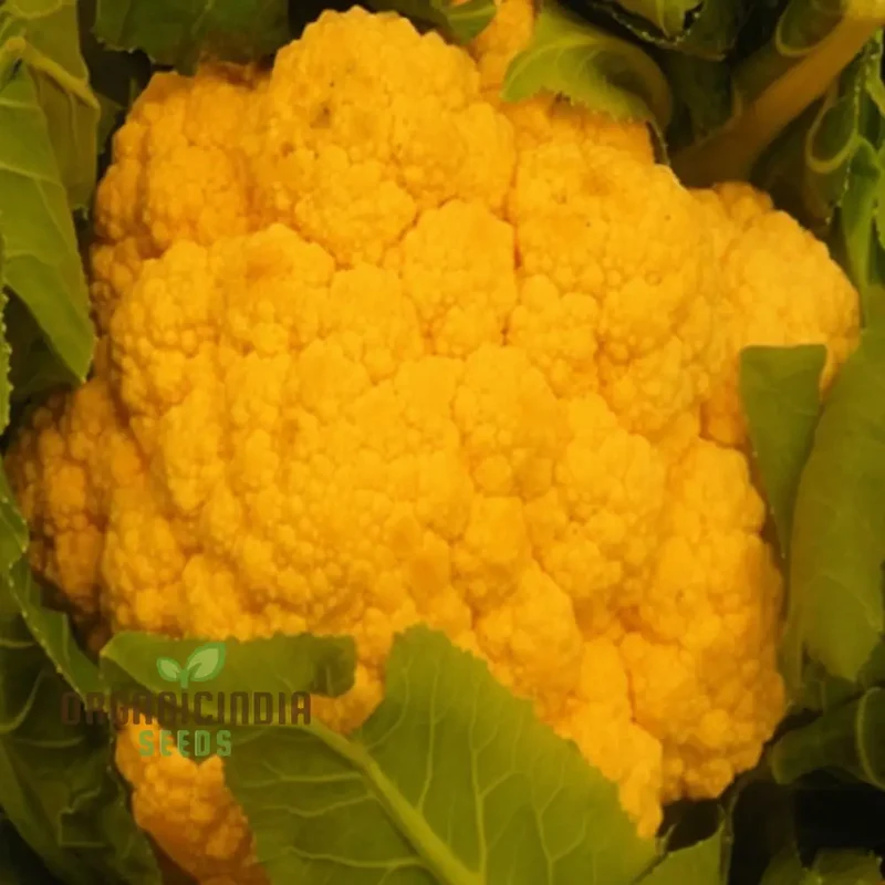 Cauliflower Sunset Seeds - Grow Vibrant and Nutritious Orange Cauliflower