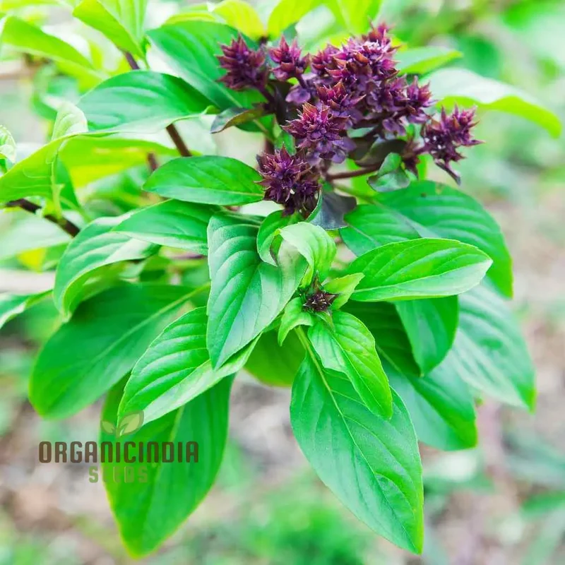 Cinnamon Basil Seeds – Aromatic, Non-GMO Culinary Herb Variety