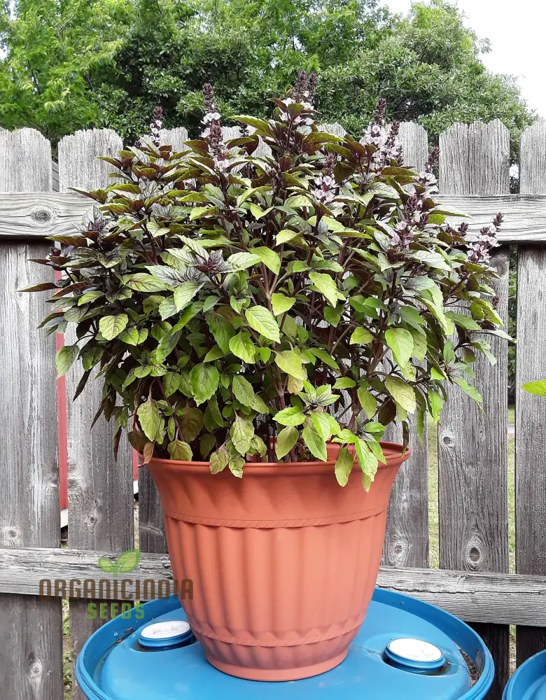 Cinnamon Basil Seeds – Aromatic, Non-GMO Culinary Herb Variety