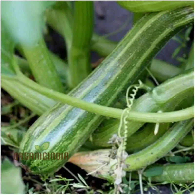 Zucchini Courgette Safari Vegetable Seeds, Cultivate a Bountiful Harvest of Delicious and Nutritious Zucchini
