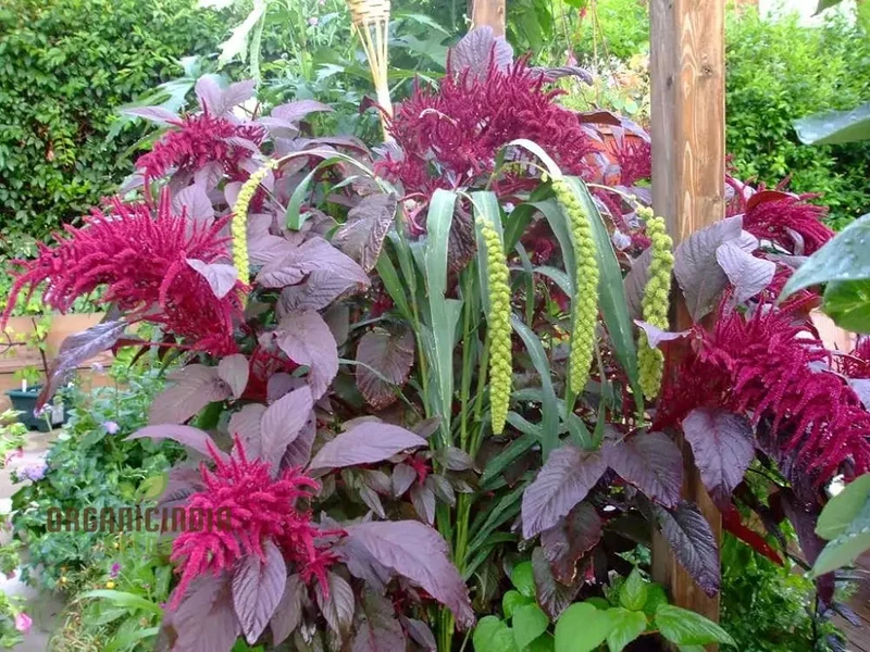 Amaranthus Foxtail Seeds - Ideal for Vibrant and Lush Gardening: Perfect for Creating Stunning Floral Displays and Rich Greenery in Your Garden