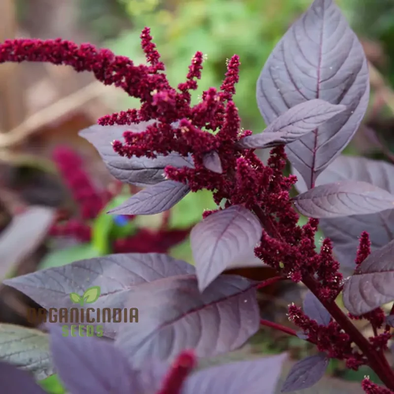 Amaranthus Foxtail Seeds - Ideal for Vibrant and Lush Gardening: Perfect for Creating Stunning Floral Displays and Rich Greenery in Your Garden