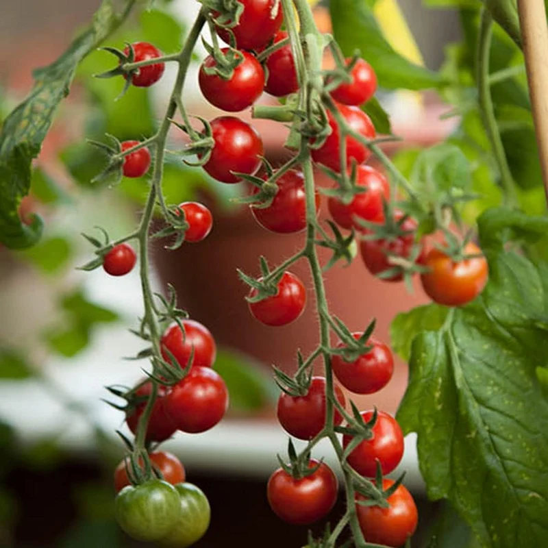 Tomato Tumbling Tom Red Seeds - Perfect for Abundant and Flavorful Hanging Basket Tomatoes
