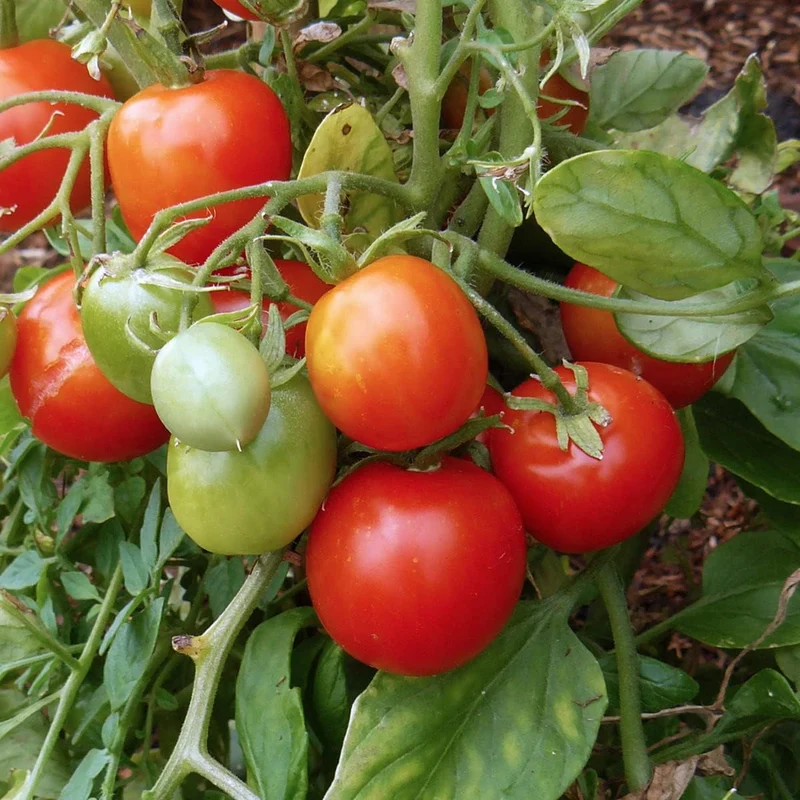 Tomato Tumbling Tom Red Seeds - Perfect for Abundant and Flavorful Hanging Basket Tomatoes