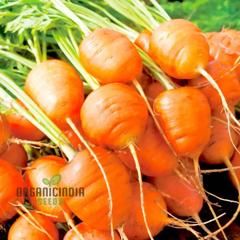 Carrot Paris Vegetable Seeds, Cultivate Sweet and Flavorful Carrots with Expert Tips on Growing from Seed to Harvest