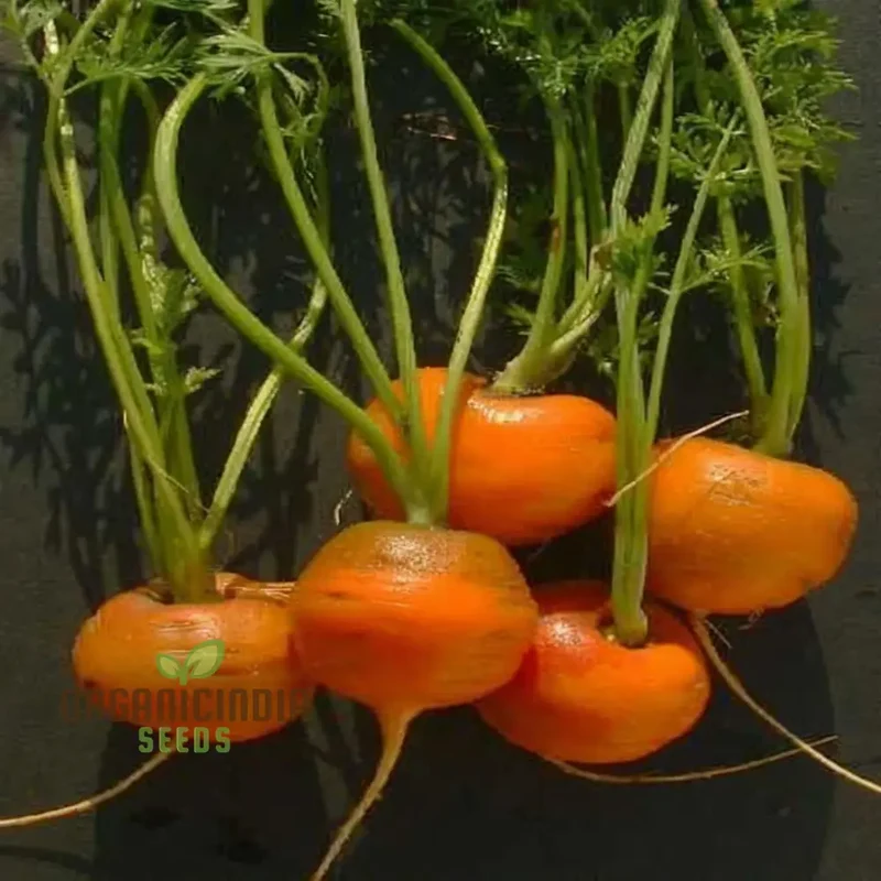 Carrot Paris Vegetable Seeds, Cultivate Sweet and Flavorful Carrots with Expert Tips on Growing from Seed to Harvest