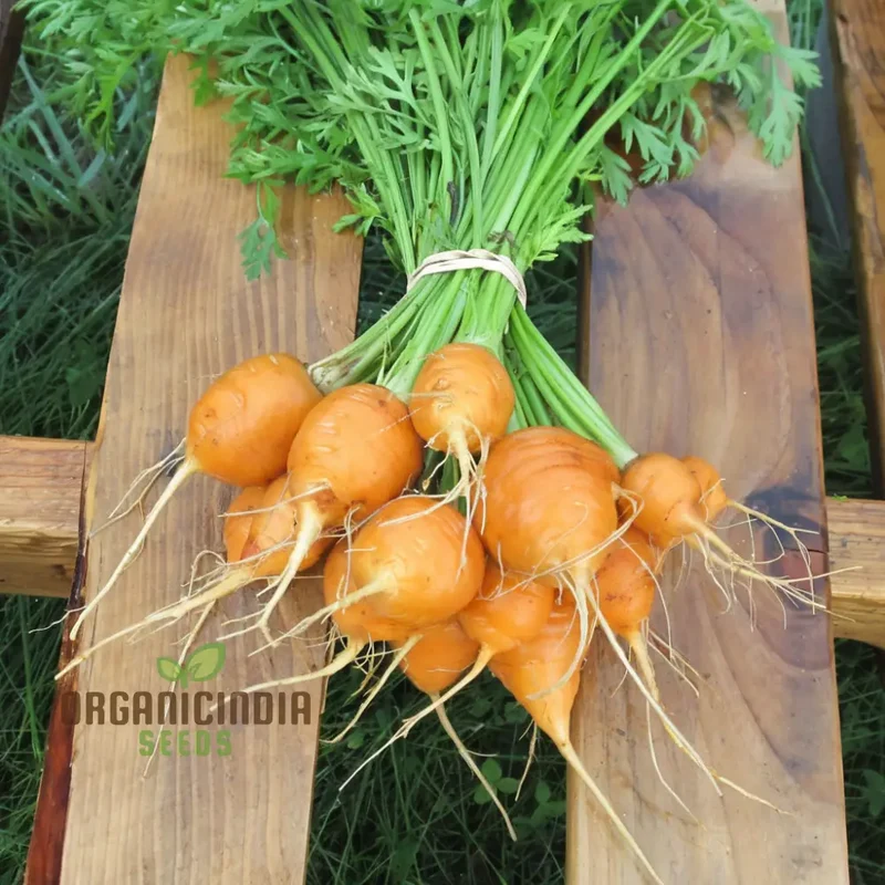 Carrot Paris Vegetable Seeds, Cultivate Sweet and Flavorful Carrots with Expert Tips on Growing from Seed to Harvest