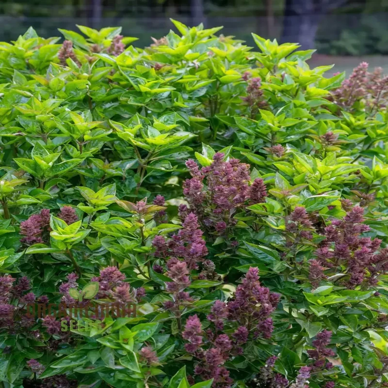 Basil Batik Seeds for Planting – Premium Organic, Aromatic & Flavorful Herb Variety
