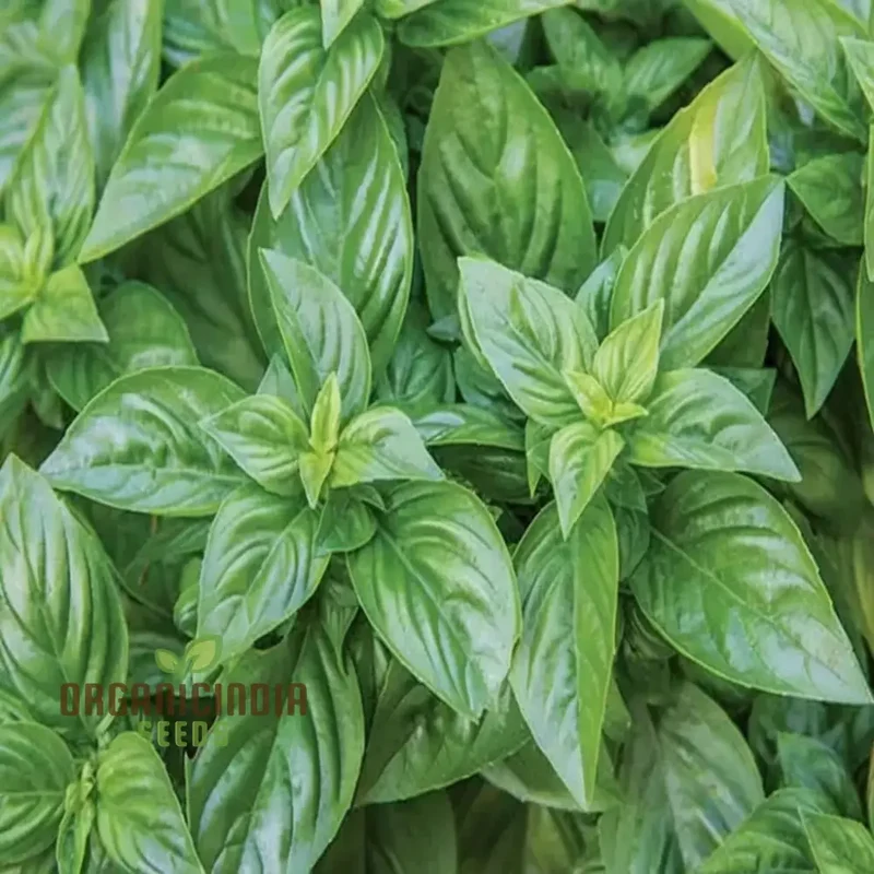 Basil Batik Seeds for Planting – Premium Organic, Aromatic & Flavorful Herb Variety
