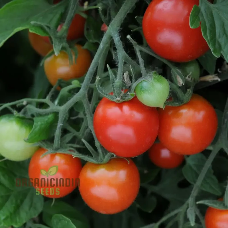 Tomato Totem Seeds - Compact and Productive Tomato Plants for Your Garden
