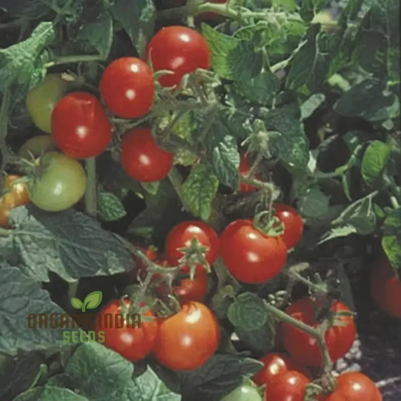 Tomato Totem Seeds - Compact and Productive Tomato Plants for Your Garden