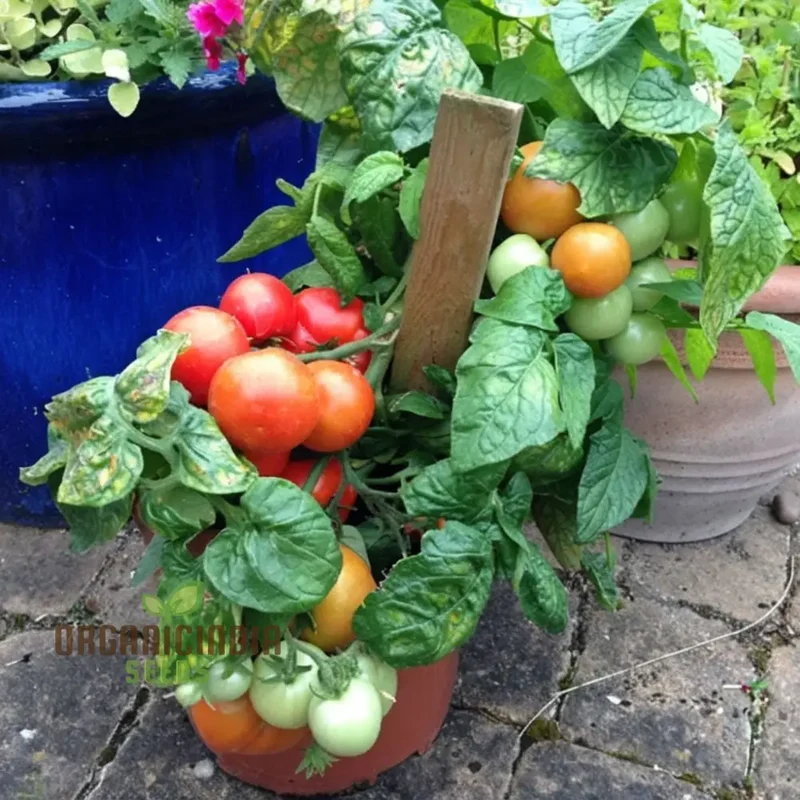 Tomato Totem Seeds - Compact and Productive Tomato Plants for Your Garden