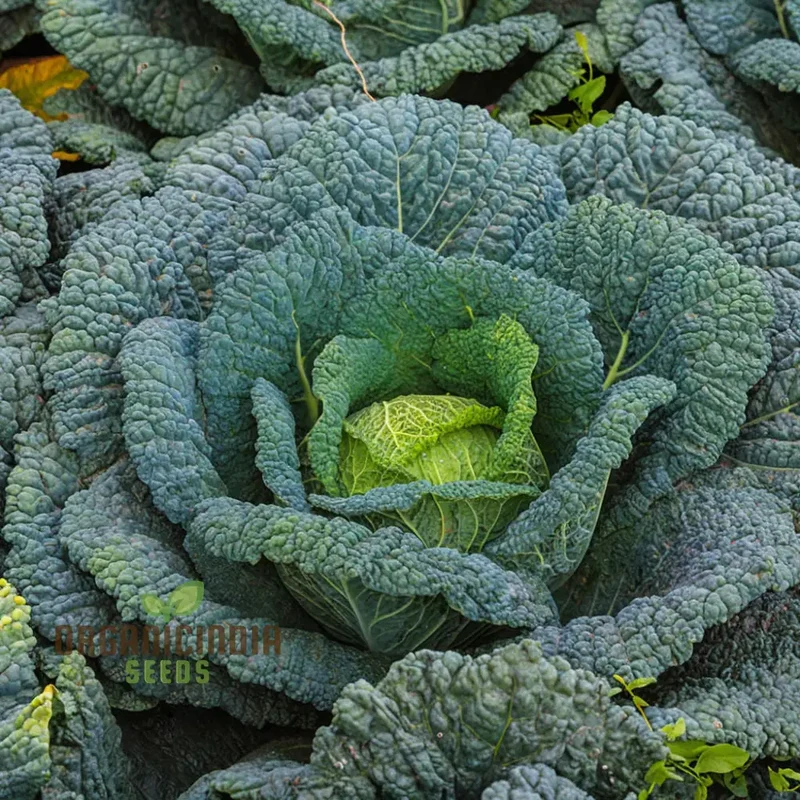 Cabbage Rigoletto Vegetable Seeds, Cultivate Healthy and Flavorful Cabbage with Expert Tips on Growing from Seed to Harvest
