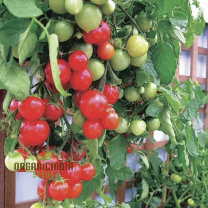 Tomato Tumbler Seeds - Grow Abundant and Delicious Tumbler Tomatoes